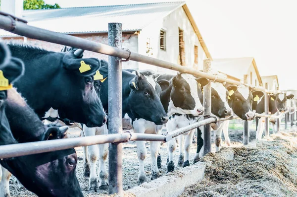 stock image Cows in the village on the farm. Looking over fence