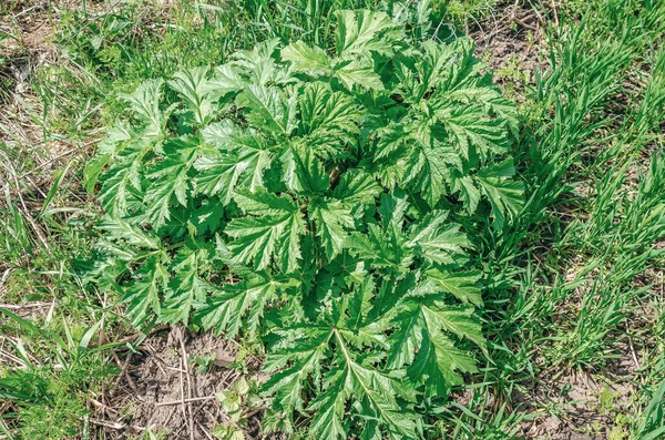 田里赫拉克的嫩绿叶子 — 图库照片