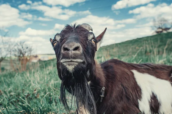 Black Goat Lies Grass Pasture Grazing Domestic Animals — Stock Photo, Image