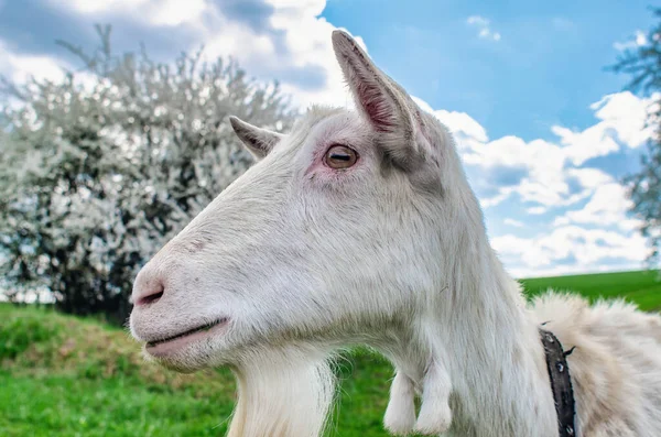 White Domestic Goat Head Close — Stock Photo, Image