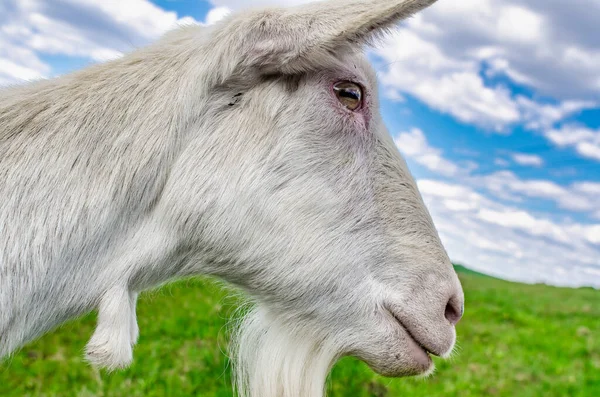 White Domestic Goat Head Close — Stock Photo, Image