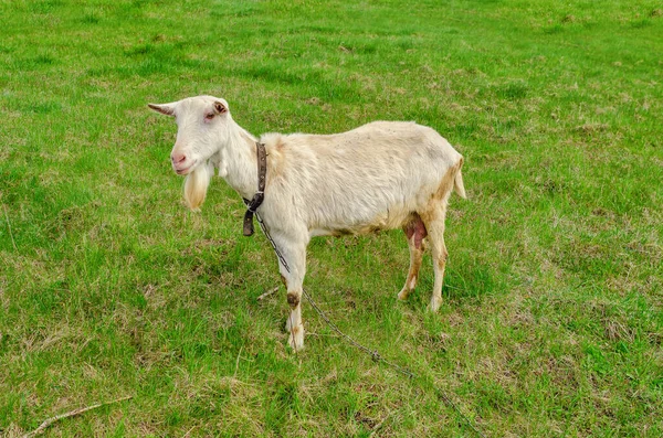 Cabra Branca Grama Pasto Verde Aldeia — Fotografia de Stock
