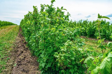 Frenk üzümü çalıları sıra sıra ekilir. Yeşil Çilek Çalıları