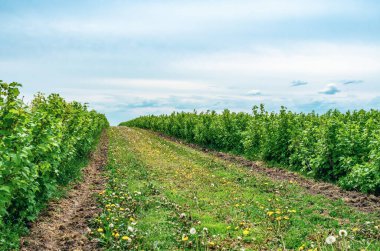 Frenk üzümü çalıları sıra sıra ekilir. Yeşil Çilek Çalıları