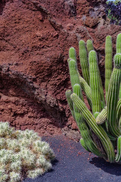 stock image Bright summer picture with green cactus in foreground