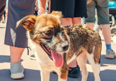 Köpek yavrusu güneş ışığında sokaklarda dolaşıyor.