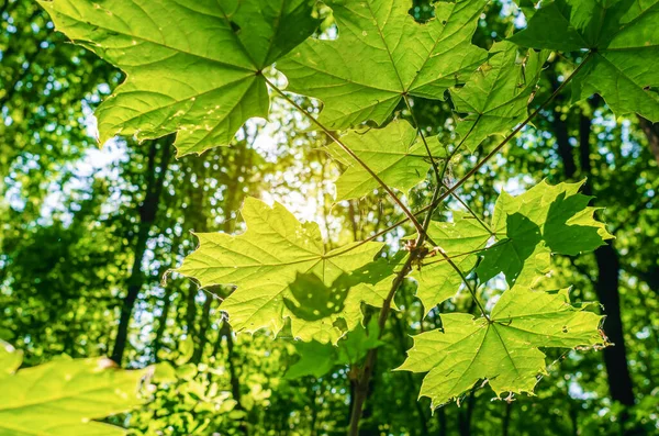 Die Sonnenstrahlen Bahnen Sich Ihren Weg Durch Ahornblätter Wald — Stockfoto