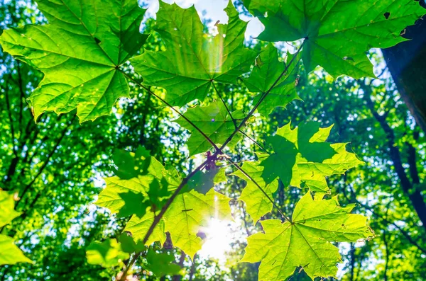 Die Sonnenstrahlen Bahnen Sich Ihren Weg Durch Ahornblätter Wald — Stockfoto