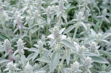 Çiçekler Stachys byzantina, doğada gri çiçek arka planı