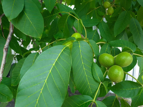 Les Fruits Noix Vertes Sur Branche Parmi Les Feuilles — Photo