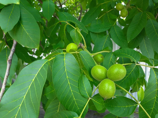 葉の間の枝に緑の実 — ストック写真