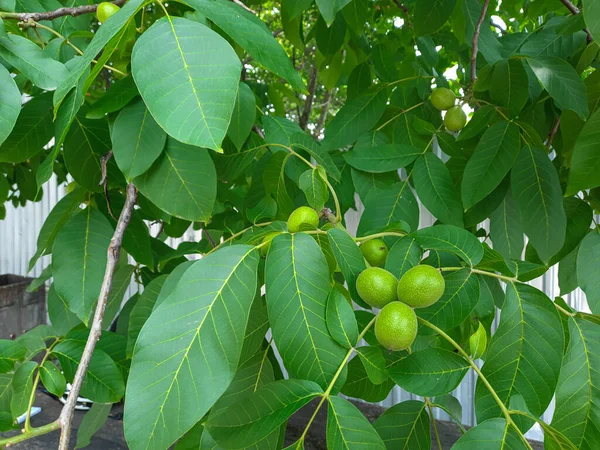 Les Fruits Noix Vertes Sur Branche Parmi Les Feuilles — Photo