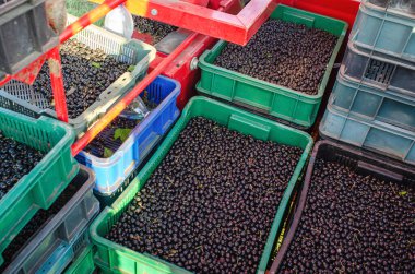 Tarladaki plastik kutularda kuşüzümü.