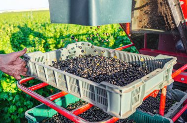 Siyah frenk üzümü kombine çekmeceye dökülür. Yazın böğürtlen toplamak