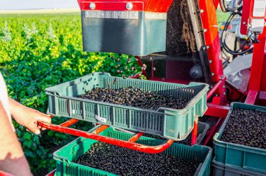Siyah frenk üzümü kombine çekmeceye dökülür. Yazın böğürtlen toplamak