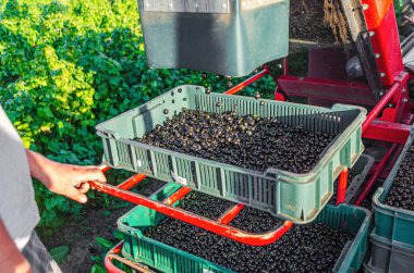 Siyah frenk üzümü kombine çekmeceye dökülür. Yazın böğürtlen toplamak