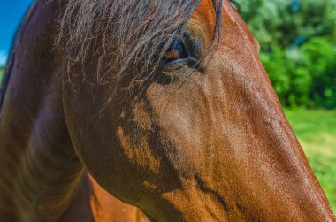 Kahverengi atın başı otlakta yakından bakıyor.