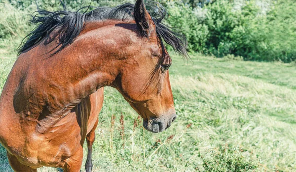 Brown horse turned its head sideways on pasture