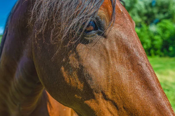 Kahverengi Atın Başı Otlakta Yakından Bakıyor — Stok fotoğraf
