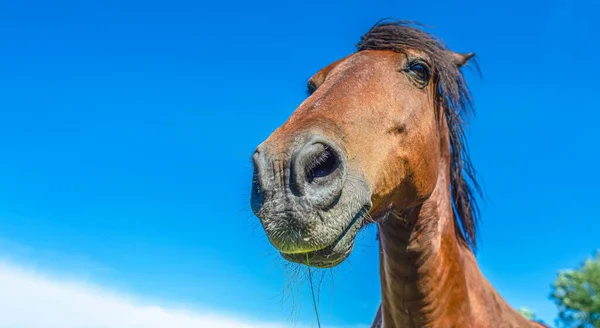 Mavi Gökyüzüne Karşı Kahverengi Bir Atın Portresi Geniş Açı — Stok fotoğraf