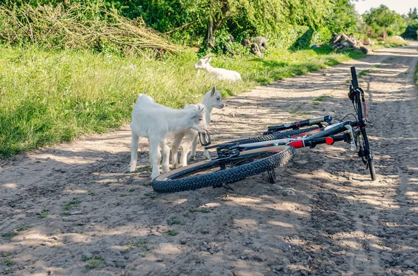 白山羊儿童在路上检查村里的自行车 — 图库照片