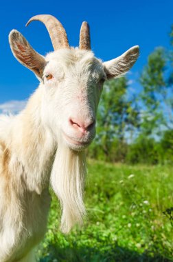 Köyde otlayan beyaz keçi portresi.