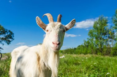 Köyde otlayan beyaz keçi portresi.