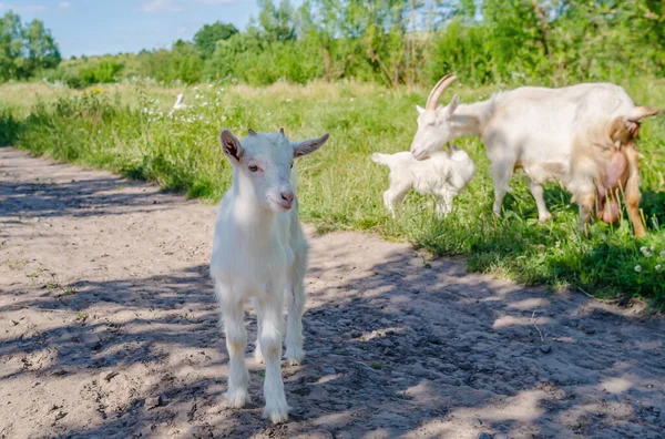 Baby Goat Walks Street Village Summer Grazing Goats — Stock Photo, Image