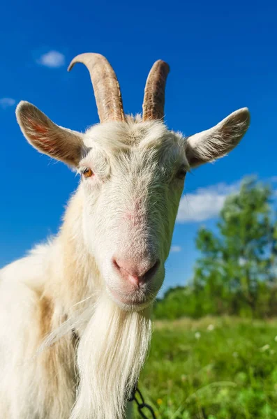 村の白いヤギの肖像 自然の中で放牧 — ストック写真