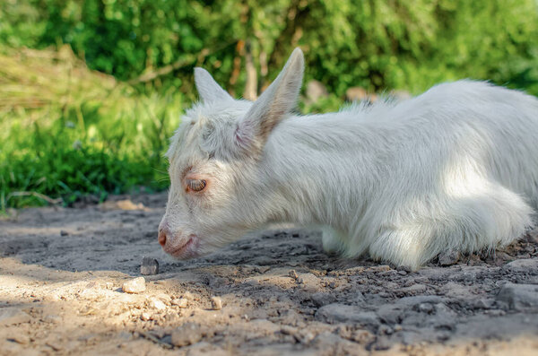 Baby goat was walking along the street, lying down and resting on road