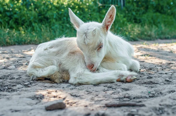 Baby Goat Walking Street Lying Resting Road — Stock Photo, Image