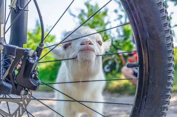 Baby Goat Walks Street Bites Bicycle Wheel His Teeth — Stock Photo, Image