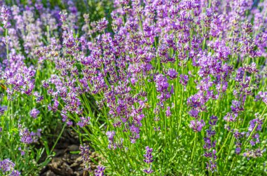 Güzel kokulu lavanta çiçekleri huzurlu tarlalarda geniş bir alanda çiçek açıyor.