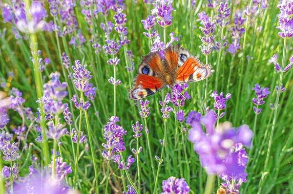 Lavanta üzerinde küçük kaplumbağa kabuğu kelebeği (Aglais urticae)