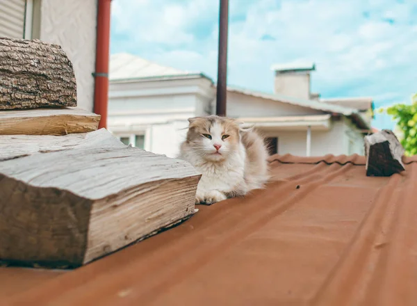 Helle Katze Sitzt Auf Rotem Dach Dorf — Stockfoto