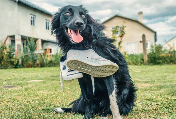 Siyah Bir Köpek Boynunda Spor Ayakkabılarla Çimlerin Üzerinde Oturur Sahibesi — Stok fotoğraf