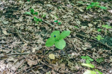 Yeşil yapraklı Paris kuadrifolisi. Ormandaki zehirli dut.