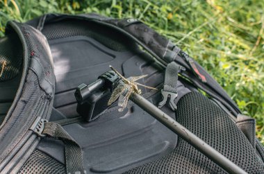 Yusufçuk doğada turist çantasının üzerinde oturuyor. Açık hava eğlencesi, su böcekleri..