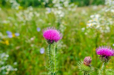 Mor devedikeni devedikeni tarlada. İlaç fabrikası, karaciğer tedavisi