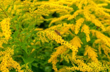 Arılar sarı yosun çiçeklerinde polen toplarlar. Doğal alerji, bal koleksiyonu, bal