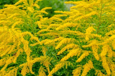 Arılar sarı yosun çiçeklerinde polen toplarlar. Doğal alerji, bal koleksiyonu, bal