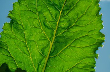 Büyük yeşil pancar yaprağı, güneş tarafından aydınlatılmış, yeşil arka plan tarımsal şeker pancarı