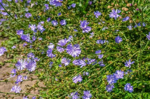 Niebieskie Kwiaty Cykorii Zwyczajne Polu Roślina Lecznicza Przyrodzie — Zdjęcie stockowe