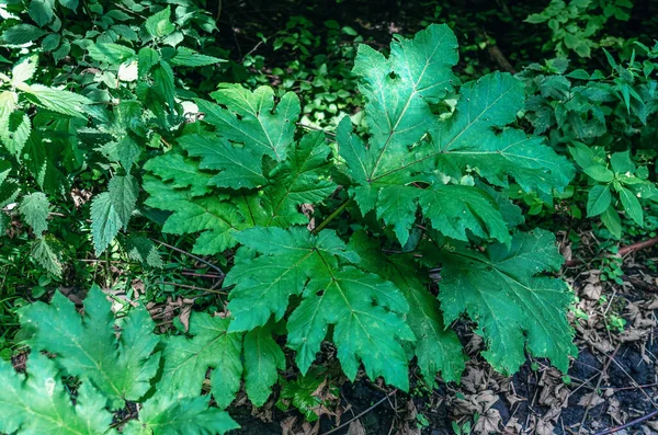 Μεγάλα Πράσινα Φύλλα Του Κοινού Hogweed Heracleum Στο Δάσος — Φωτογραφία Αρχείου