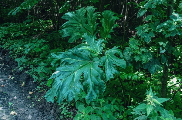 Grandes Feuilles Vertes Herbe Poux Heracleum Dans Forêt — Photo