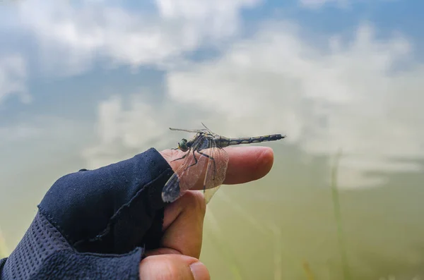 在自然界中 昆虫蜻蜓坐在靠近水的人的手指上 — 图库照片