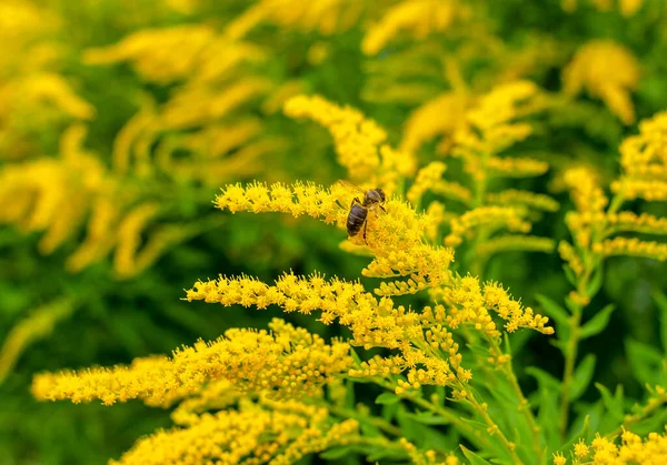 Μέλισσες Συλλέγουν Γύρη Κίτρινα Άνθη Αγριόχορτου Φυσικό Αλλεργιογόνο Συλλογή Μελιού Εικόνα Αρχείου