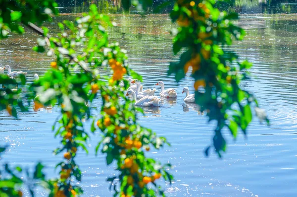 Белые Бытовые Гуси Плавают Маленьком Озере Фото Через Зеленые Листья — стоковое фото