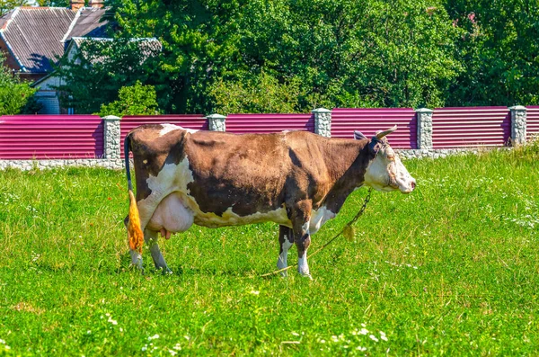 Vaca Leite Aldeia Que Apascenta Aldeia Pasto — Fotografia de Stock