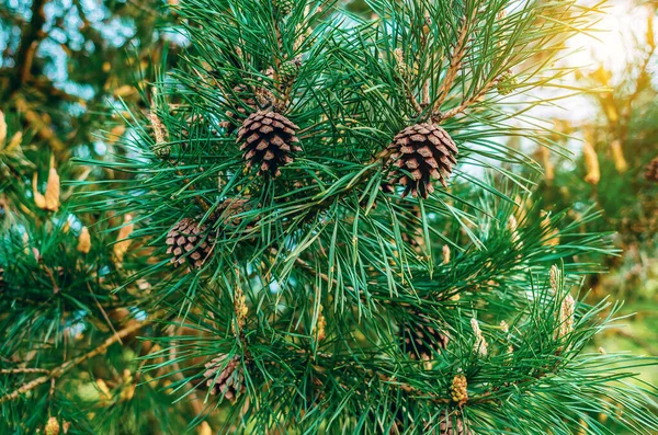 Pine Cones Pine Branches Forest Ornamental Plant Coniferous Forests Nature — Stock Photo, Image